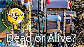 Are the Honey Bees Alive or Dead, The Way To Bee Update, Top-Bar, Layens, Hive 44 visited. screenshot 4