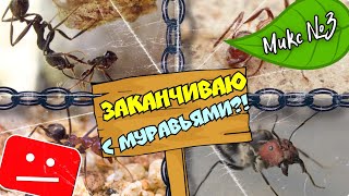 Я УХОЖУ С ЮТУБА?! ЧТО БУДЕТ С МУРАВЬЯМИ?! // Муравьиный микс №3