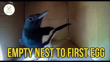 Empty nest to first egg in 6 minutes | From our DIY Nest Cam | Oriental Magpie-Robin