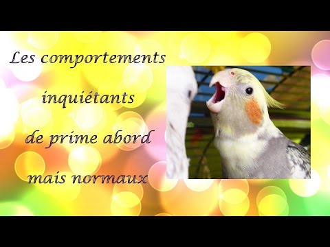 Vidéo: Pourquoi la perruche crie-t-elle ?
