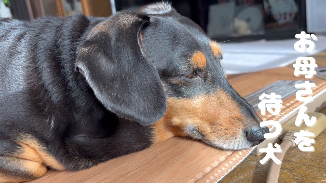 お母さんを待つミニチュアダックスがかわいい🩷