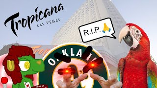 Velvet Explores the Tropicana | Las Vegas by Velvet the Lion 666 views 3 months ago 16 minutes