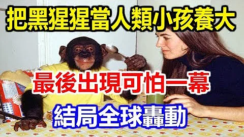 科学家把黑猩猩当人类小孩养大，最后出现可怕一幕！结局全球轰动 - 天天要闻