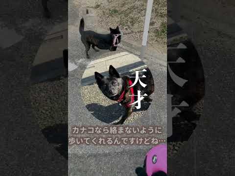 【甲斐犬】リードの存在が理解できなくて絡まる犬