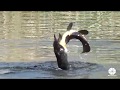 Great Cormorant catches and eats a huge Carp