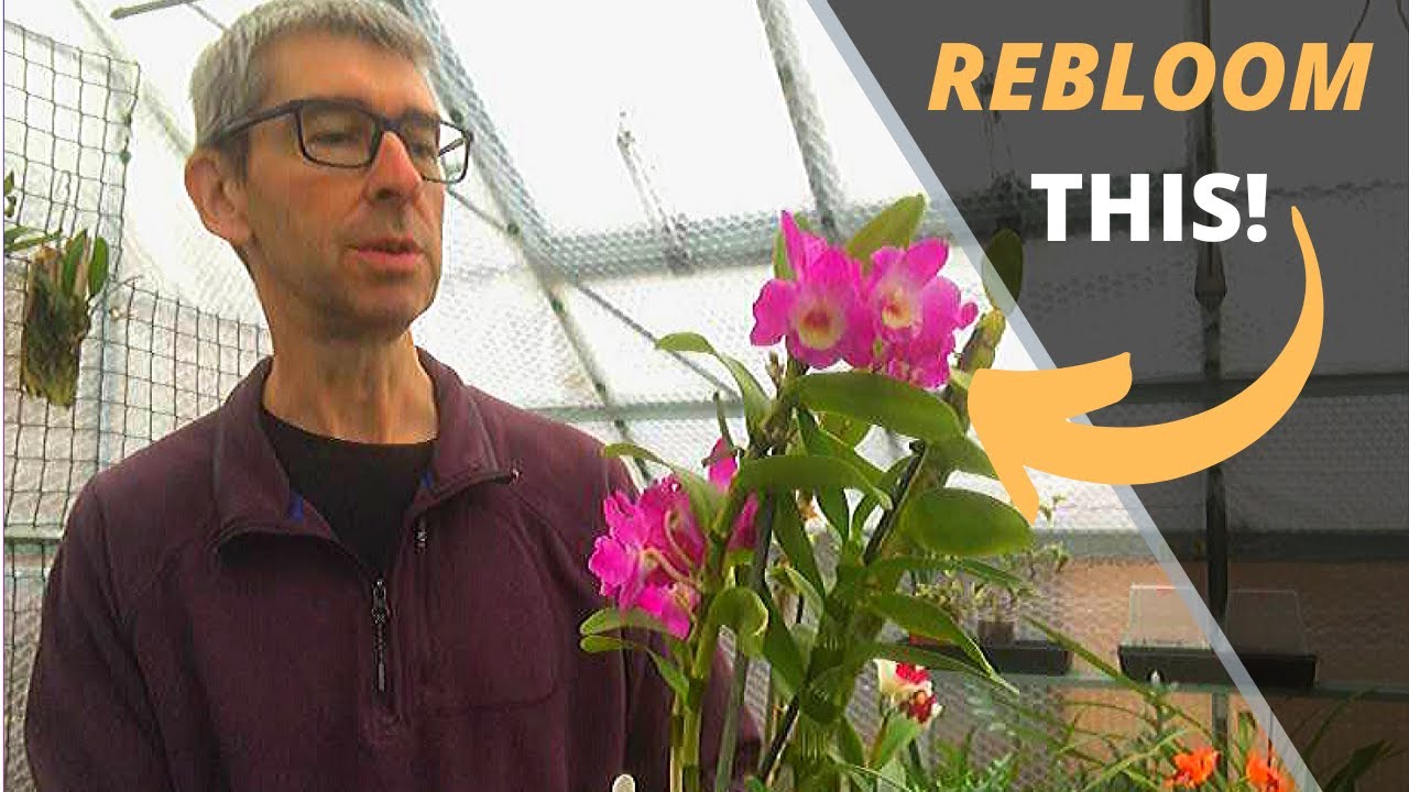 HOW TO CARE FOR DENDROBIUM NOBILE ORCHIDS - YouTube