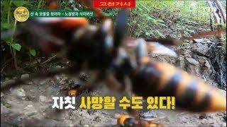 YTN 황금나침반 &#39;산속의 보물노봉방&#39; 말벌헌터 고천거사 すずめばち[雀蜂] KOREA TV SHOW wasp hunter