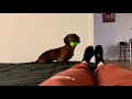 Mini dachshund isnt ready for bed