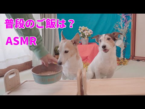 (ASMR)いつもの昼に食べるご飯も美味しそうに！楽しそうに食べてくれるジャックラッセルテリアが可愛い😊