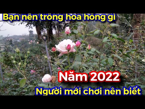 Video: Các giống hồng là gì