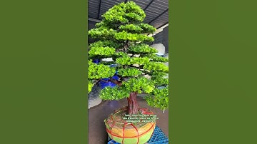 Tùng kim cương cao 2.5m, ngang 2.7m, H70. Cây giao lưu cùng ace. #bonsai #tùngvạnniên#tunglahan