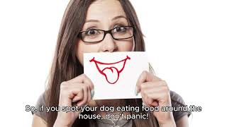 Dog informative video