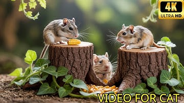 Cat TV Mouse: The Ultimate Catnip Challenge - 4K - Get Ready for Chaos!