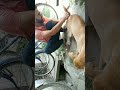 A street dog was lying on the side of the road with a high fever#shortsvideo#viral#dog#ytshorts