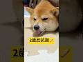 べぇ👅#柴犬 #豆柴 #shibainu #犬 #犬のいる暮らし #shorts