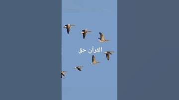 أَلَمْ يَرَوْا إِلَى الطَّيْرِ مُسَخَّرَاتٍ فِي جَوِّ السَّمَاء مَا يُمْسِكهن. إِية  79من سورة النحل