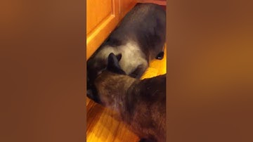 Siamese cats & Catnip LOL