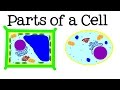 Cells: The Building Blocks of Life and Their Functions