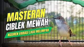 Download Mp3 MASTERAN CIBLEK NGEBREN VARIASI COCOK UNTUK PANCINGAN CIBLEK DAN MASTERAN BURUNG JUARA Gudang lagu Download Mp3 MASTERAN CIBLEK NGEBREN VARIASI COCOK UNTUK PANCINGAN CIBLEK DAN MASTERAN BURUNG JUARA