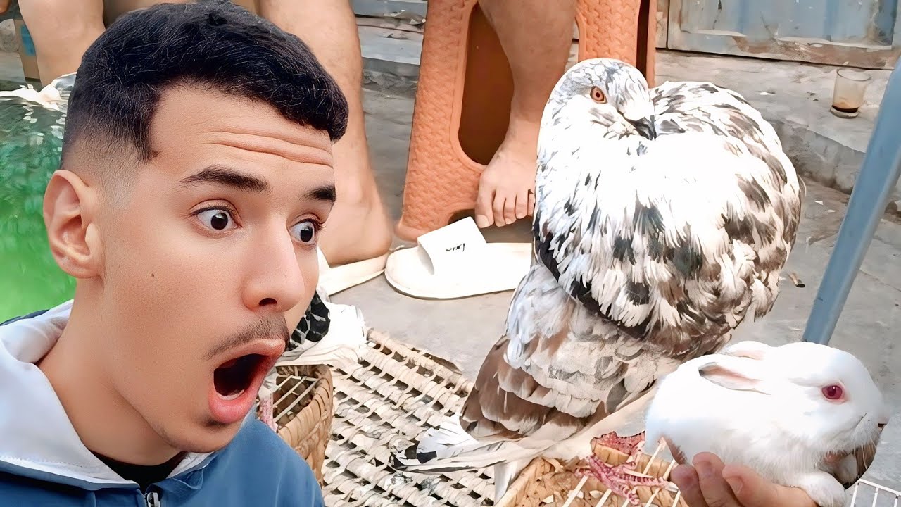 سوق باب الكيسة بمدينة فاس : اثمنة الحمام زينة 💸🫣 اجواء سوق 🌟  الحمام الكاطيطان الوحش 😱🔥