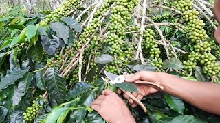 kopi lagi berbuah lebat bisa di pangkas di gayo lues.