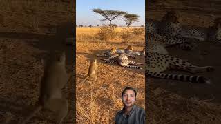 जंगली जानवर शिकार #animalattack #animals #forestanimals #hunting #animalshorts #shorts #trending
