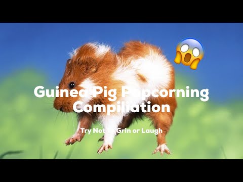 Vídeo: Heu Vist Alguna Vegada La Vostra Mascota Xinxilla O Conillet De Guinea?