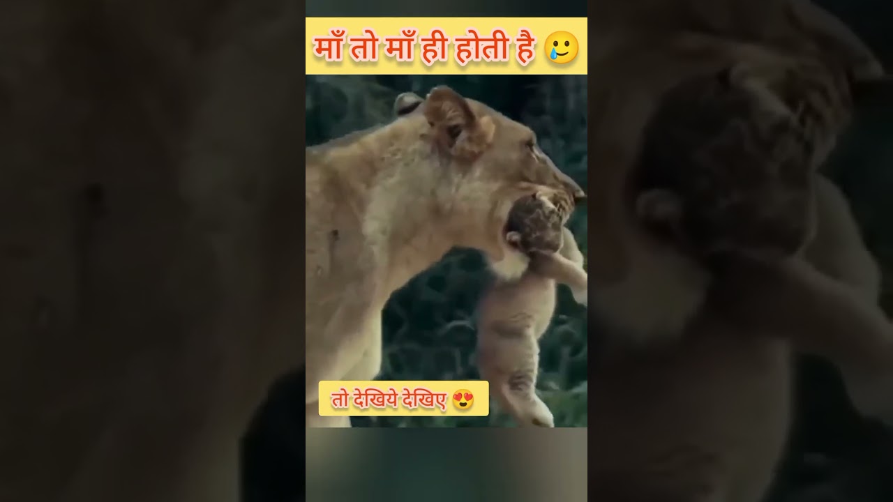 माँ की ममता जानवरों मे भी है 😍 Amazing facts about animals | motherhood in animals" facts in hindi