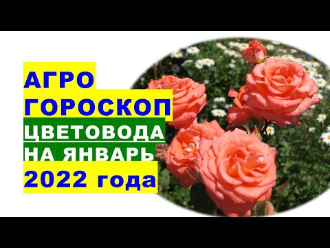 Видео: Кога да осолявате зеле през август според лунния календар 2020