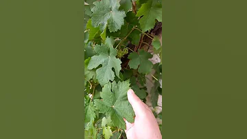 Quand tombent les feuilles de vigne ?