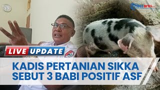 3 Ekor Babi di Sikka Mati Teridentifikasi Positif ASF, Hewan dari Bantuan Pemerintah Pusat