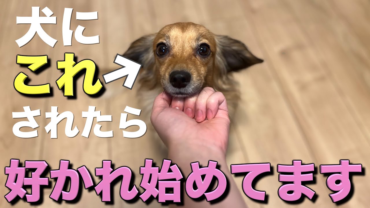 犬は好きになり始めるとこの行動をします。 - YouTube