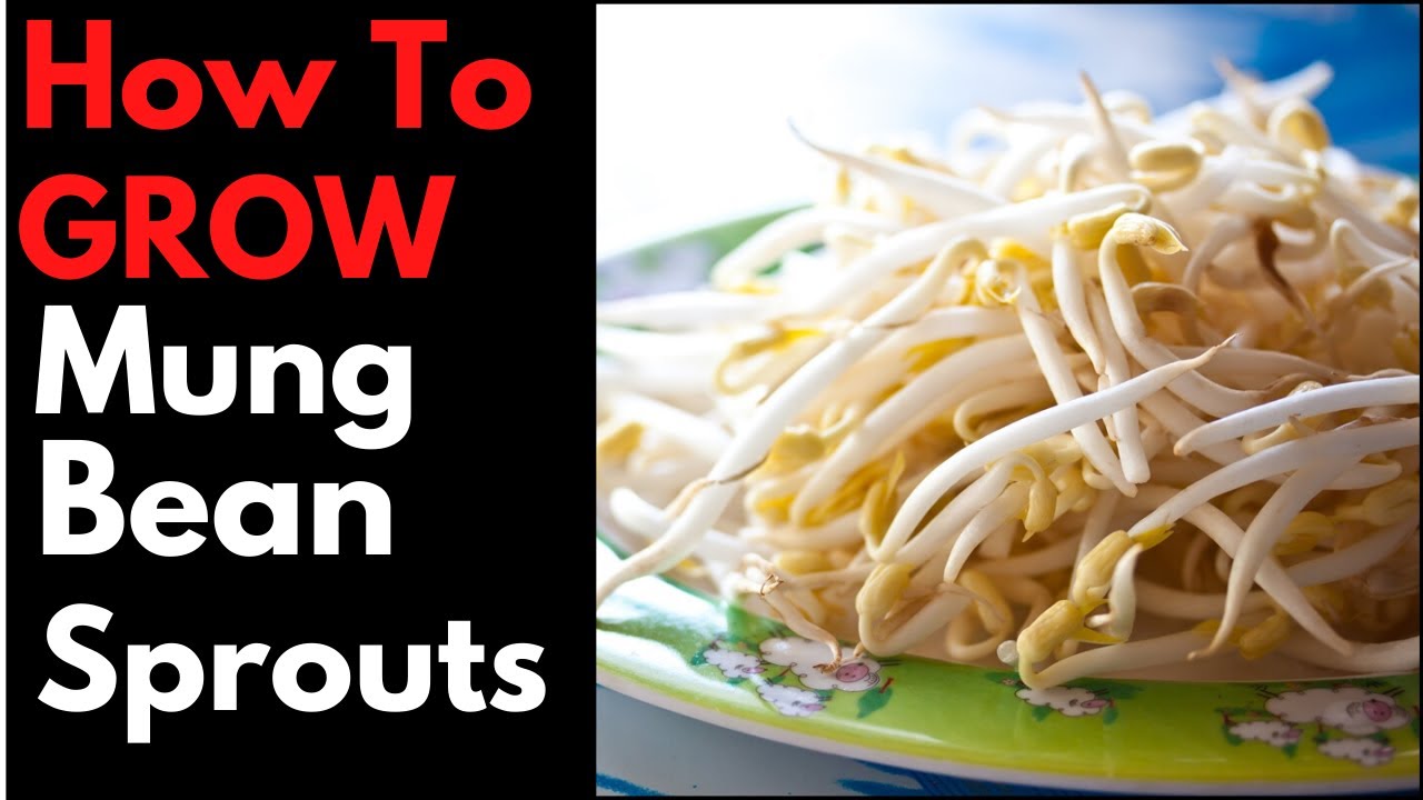HOW TO - Grow Mung Beansprouts At Home // Money Saving Tip // Weight ...
