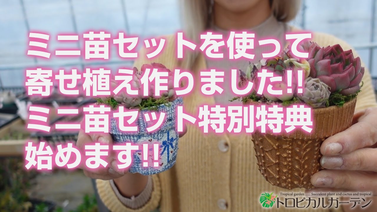 多肉植物】ミニ苗セットを使って寄せ植え作りました!!ミニ苗