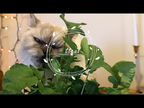 Video: Harvesting reddikblader - Lær når og du skal høste reddikgrønt