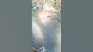 Xiệt Cá Miền Tây Gặp Con Cá Khủng Lâu Năm/ cảnh miền tây 84