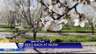 Honey bees back in action with spring-like weather