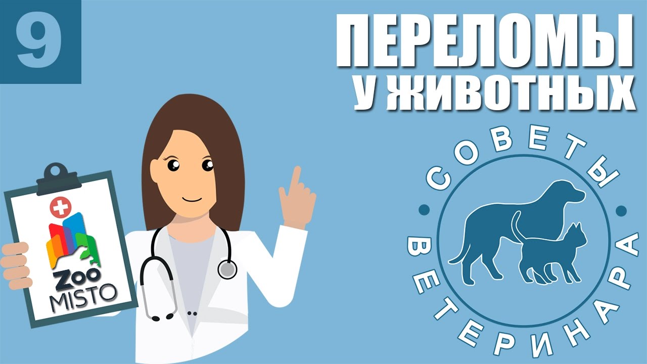 Переломы у животных | Как оказать первую помощь при переломе у собак или кошек | Советы Ветеринара