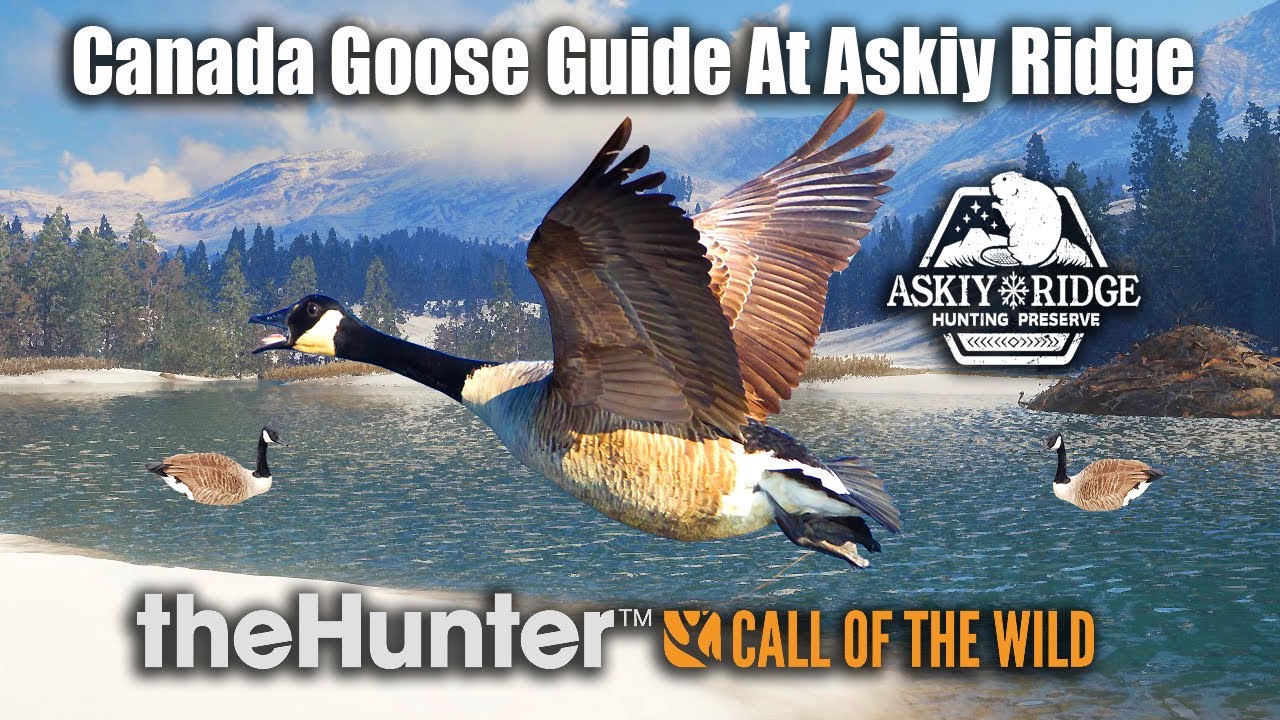 Cananda Goose Guide At Askiy Ridge - theHunter Call of the wild - YouTube