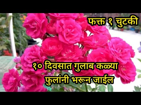 गुलाबाला भरपूर फुलांसाठी दया हे खत||Organic fertilizer||#spgardeningmarathi