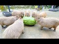大人4人でやっと運べるサイズの巨大スイカをカピバラ達にあげてみた【ジャンボスイカタイム】capybara eat huge watermelon