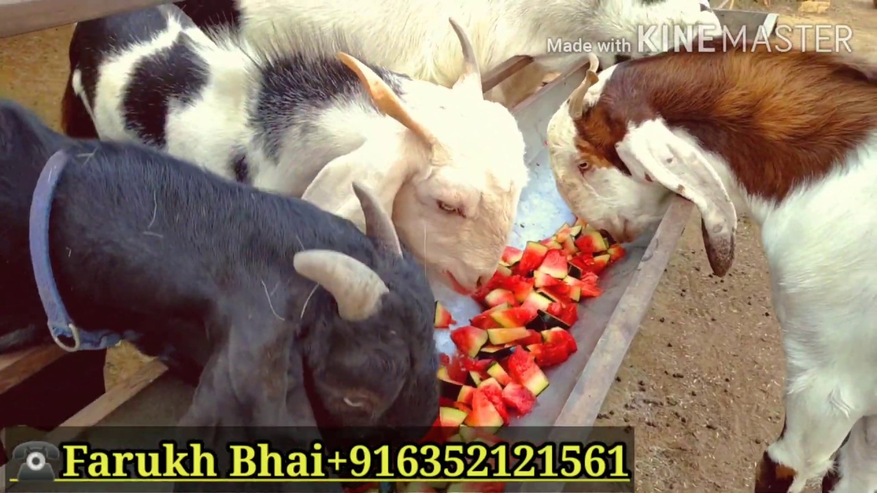 Mere farm pe palaai Goats eating watermelon 🍉 YouTube