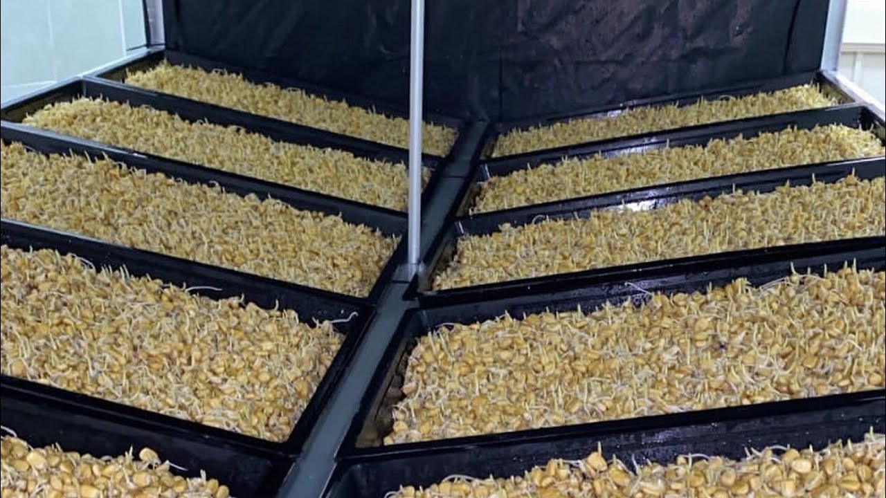 Forraje verde Hidropónico (FVH) Proceso 2 parte Etapa de oscuridad