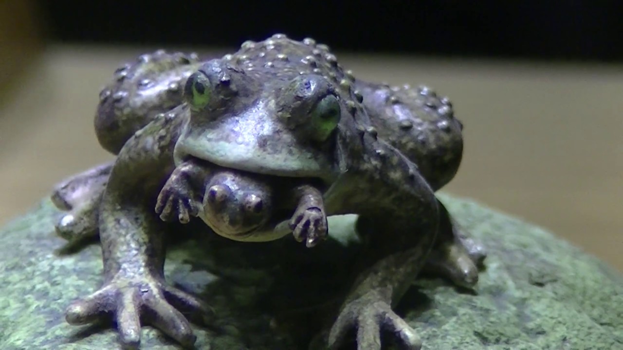 カエルの子育て How do frogs raise(protect) their babies? YouTube