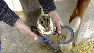 How to safely shoe a horse that is over due by The Western States Farrier 4,965 views 3 months ago 10 minutes, 11 seconds