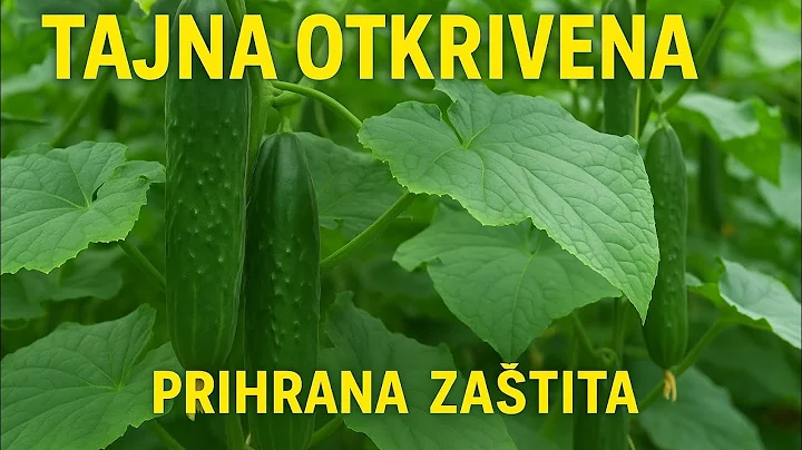 No one will tell you about THIS trick - Cucumbers GROW LIKE CRAZY and disease-free!