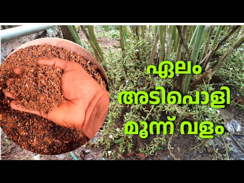 Cardamom fertilizer | elam valam എലാത്തിനു 3 ബെറ്റർ വളം