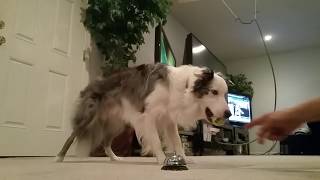 Mr Biscuit | Best Dog Trick Ever! by Mr Biscuit The Border Collie 937 views 4 years ago 1 minute, 34 seconds