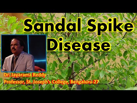 Sandal Spike Disease | Phytoplasma | Dr  Jayarama Reddy | St. Joseph&rsquo;s College | Sandalwood