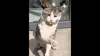 #动物的迷惑行为 #猫咪的迷惑行为 #萌猫趣事 #萌宠出道计划 #宠萌 @DOU+小助手